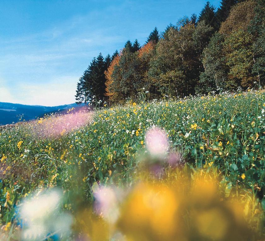 Landhaus Lenneper-Fuehrt Kirchhundem Zewnętrze zdjęcie